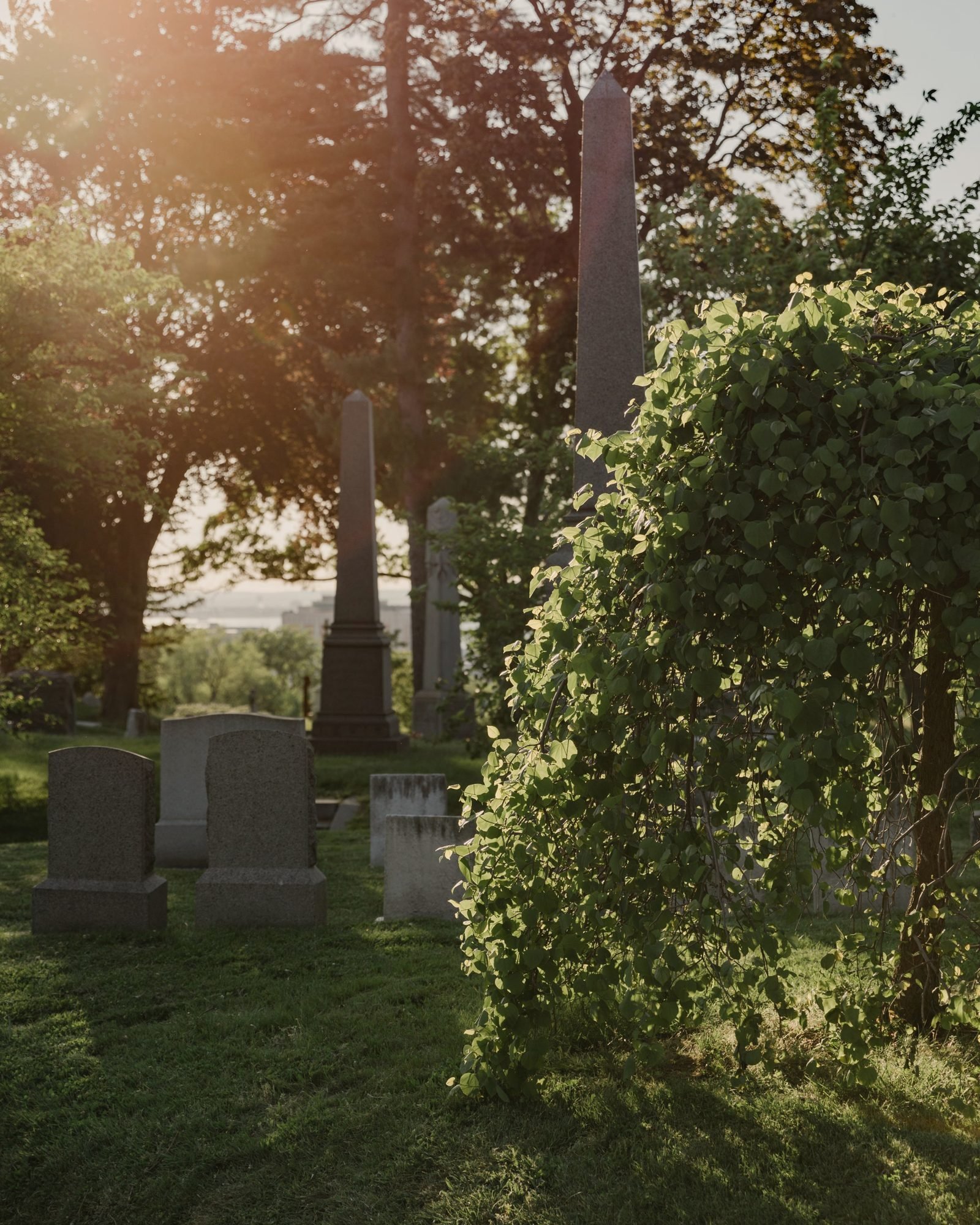 Evening light across a green cemetery, monuments softened by leaves.